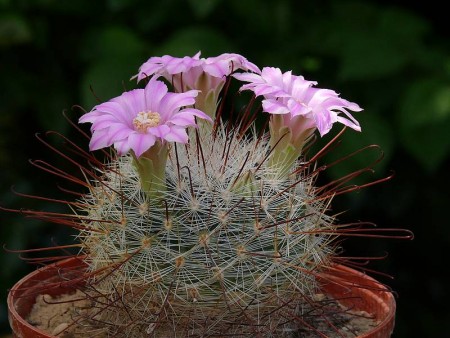 Mammillaria longiflora